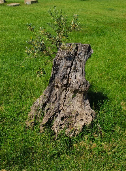 新しい開花枝が成長し始めたところで古いオリーブの木が切り倒されました 公園内の木が復元されている ポルトガルのBeja — ストック写真