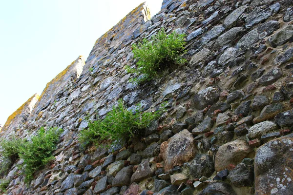 Plants Grow Castle Wall Beja Portugal — Stock Photo, Image