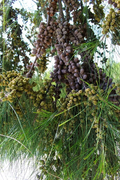 Fruits Verts Âgés Pin Casuarina Fruits Arbre Vent Beja Portugal — Photo