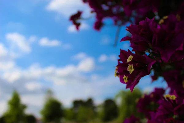 Magnifique Vue Sur Les Fleurs Violettes Blanches Grand Bougainvillier Paysage — Photo