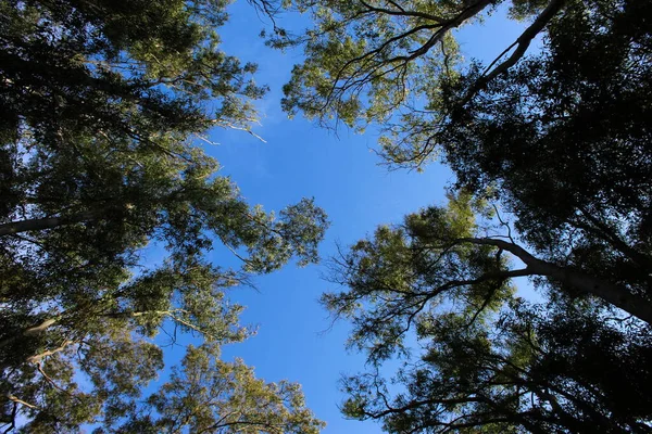 Concepto Día Libre Día Bosque Los Árboles Verdes Están Alto — Foto de Stock