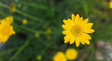 Bir sarı papatya çayıra odaklanmış ve diğerleri bulanıklaşmış. Beja, Portekiz.