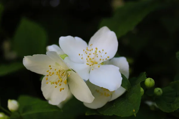 一束深绿色背景的白花 金银花 甜橙子 英式山核桃 葡萄牙贝贾 — 图库照片