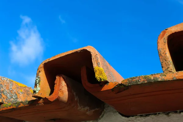 Різні Лишайники Сонцезахисній Плитці Небом Беджа Португалія — стокове фото
