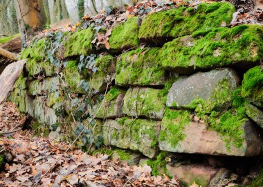 Ormandaki eski taş duvar bir kış günü yeşil yosunlarla kaplanmış.
