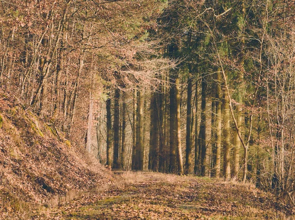 Bospad Omringd Door Bomen Een Bruin Groen Blad Bij Amorbach — Stockfoto
