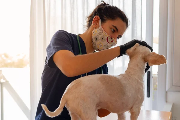 Beautiful Brown Haired Female Veterinarian Checking Small White Dog She — Stock Photo, Image