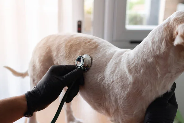 Unrecognizable Vet Checking Small White Dog Stethoscope His Hand Has — Stock Photo, Image