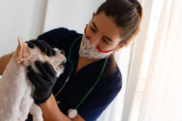 Krásná Hnědovlasá Fena Veterinář Kontrolu Malého Bílého Psa Řetízek Rukavice — Stock fotografie