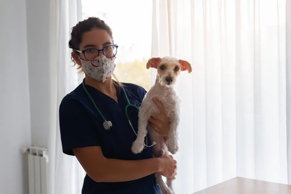 Beautiful Brown Haired Veterinary Woman Small White Dog She Has — Stock Photo, Image