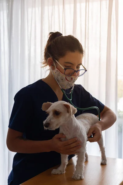 Beautiful Female Veterinarian Checking Small White Dog Stethoscope She Has — Stock Photo, Image