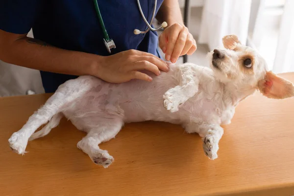 Unrecognizable Vet Checking Beautiful Little White Dog Dog Lying While — Stock Photo, Image