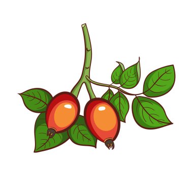 Köpek-gül beyaz izole