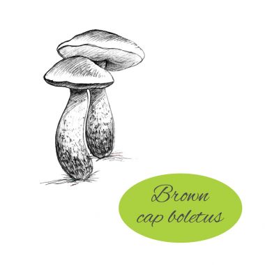 Kahverengi kap Boletus çizim