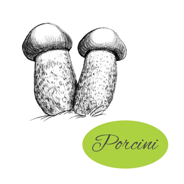 Porcini dibujado a mano — Vector de stock