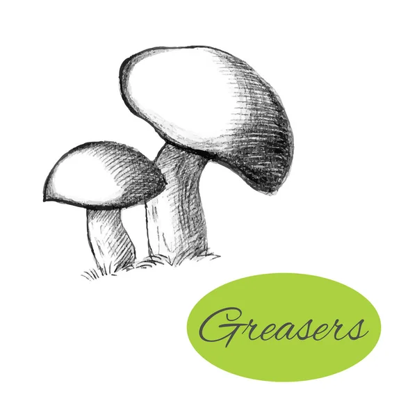 Greasers Hand Drawn Mushrooms — Stock Vector