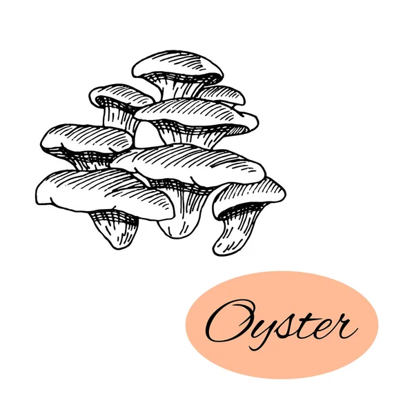 Menggambar Tinta Oyster - Stok Vektor