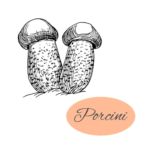 Dibujo de tinta de porcini — Vector de stock