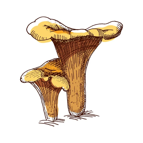 Sketsa Warna Chanterelle - Stok Vektor