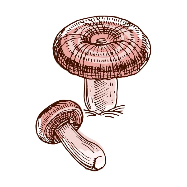 Desenho de cor do tampão leitoso de coral — Vetor de Stock