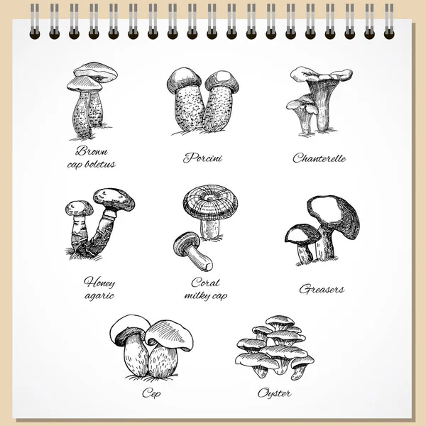 Conjunto de cogumelos comestíveis de tinta — Vetor de Stock