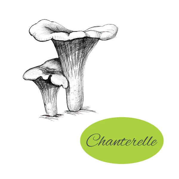 Chanterelle Hand Drawn - Stok Vektor