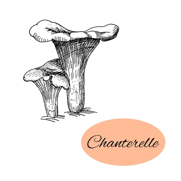 Desenho de tinta Chanterelle — Vetor de Stock