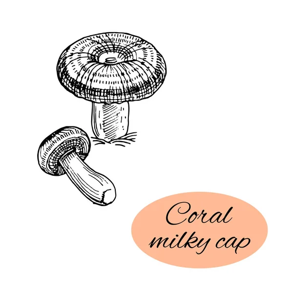 Coral Milky Cap Ink Drawing — Stock Vector
