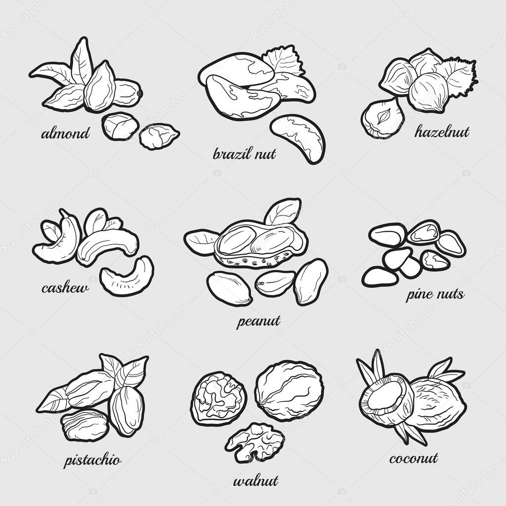 Set of named hand drawn nuts. Vector illustration