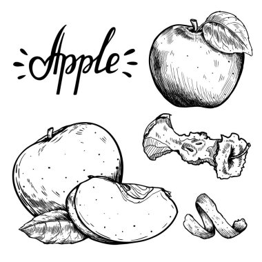 Elle çizilmiş elmalar, yapraklı bir elma, koçanlı, kabuklu, parçalanmış. Menüler, etiketler için.