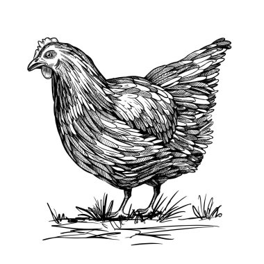 Elle çizilmiş tavuk, vektör, üreyen kümes hayvanları, tavuk ürünleri, tavuk bacağı, yumurta.