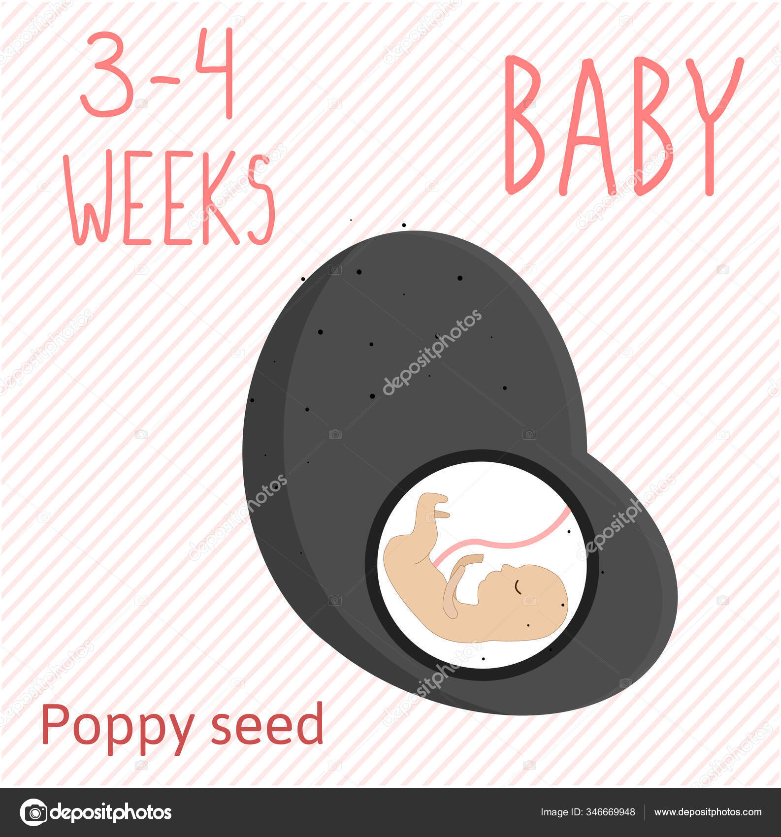 Poppy Seed Pregnancy Development Size Embryo Weeks Compare Fruits