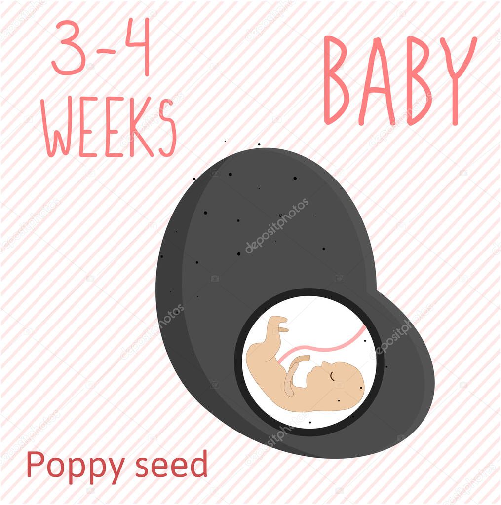 Poppy seed. pregnancy development, size of embryo for 3-4 weeks. compare with fruits. Human fetus inside the womb 3 months. Vector illustrations on striped background