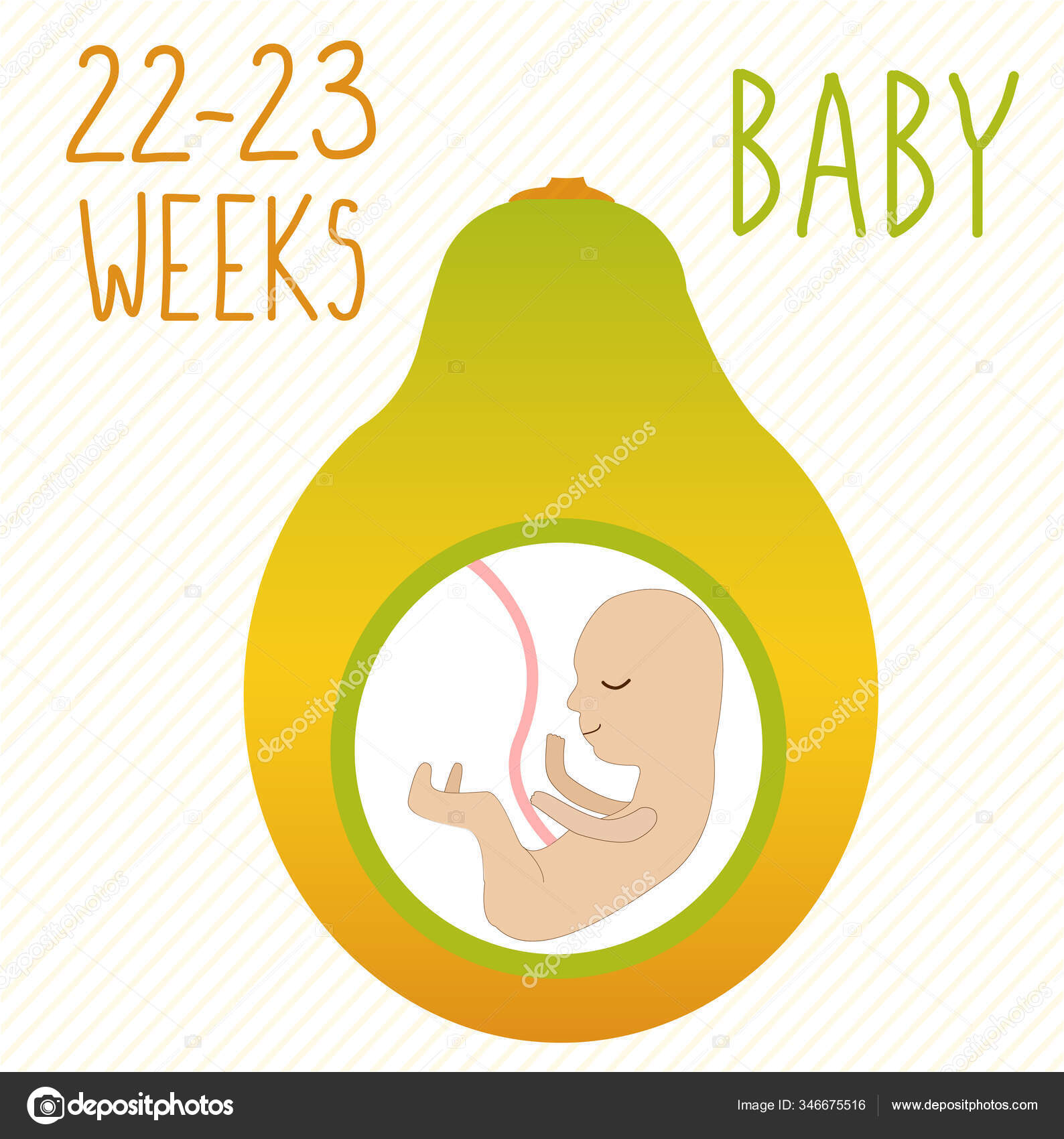 Papaya Pregnancy Development Size Embryo Weeks Compare Fruits Human Fetus Stock Vector Image by