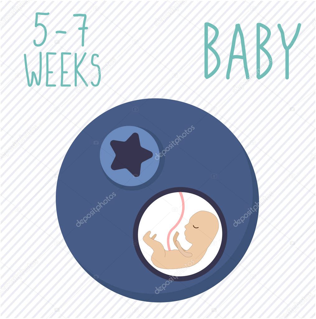 Blueberry. pregnancy development, size of embryo for 5-7 weeks. compare with fruits. Human fetus inside the womb 2 months. Vector illustrations on striped background