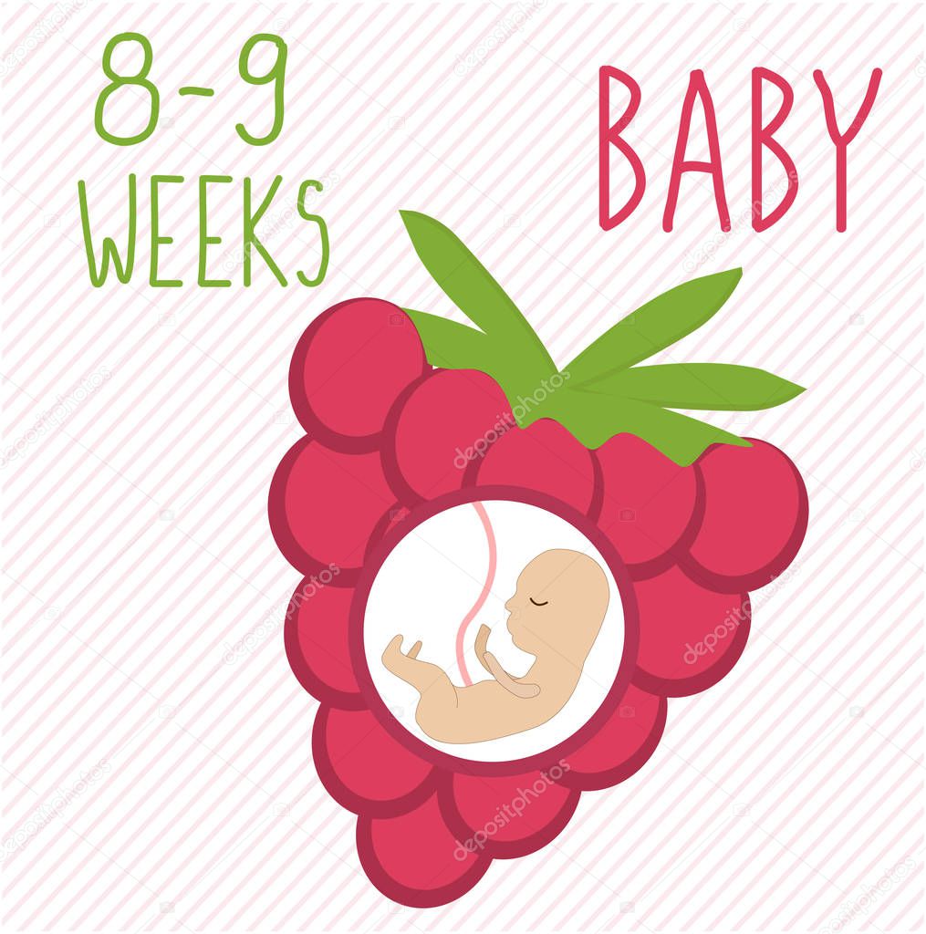 Raspberry. pregnancy development, size of embryo for 8-9 weeks. compare with fruits. Human fetus inside the womb 2 months. Vector illustrations on striped background