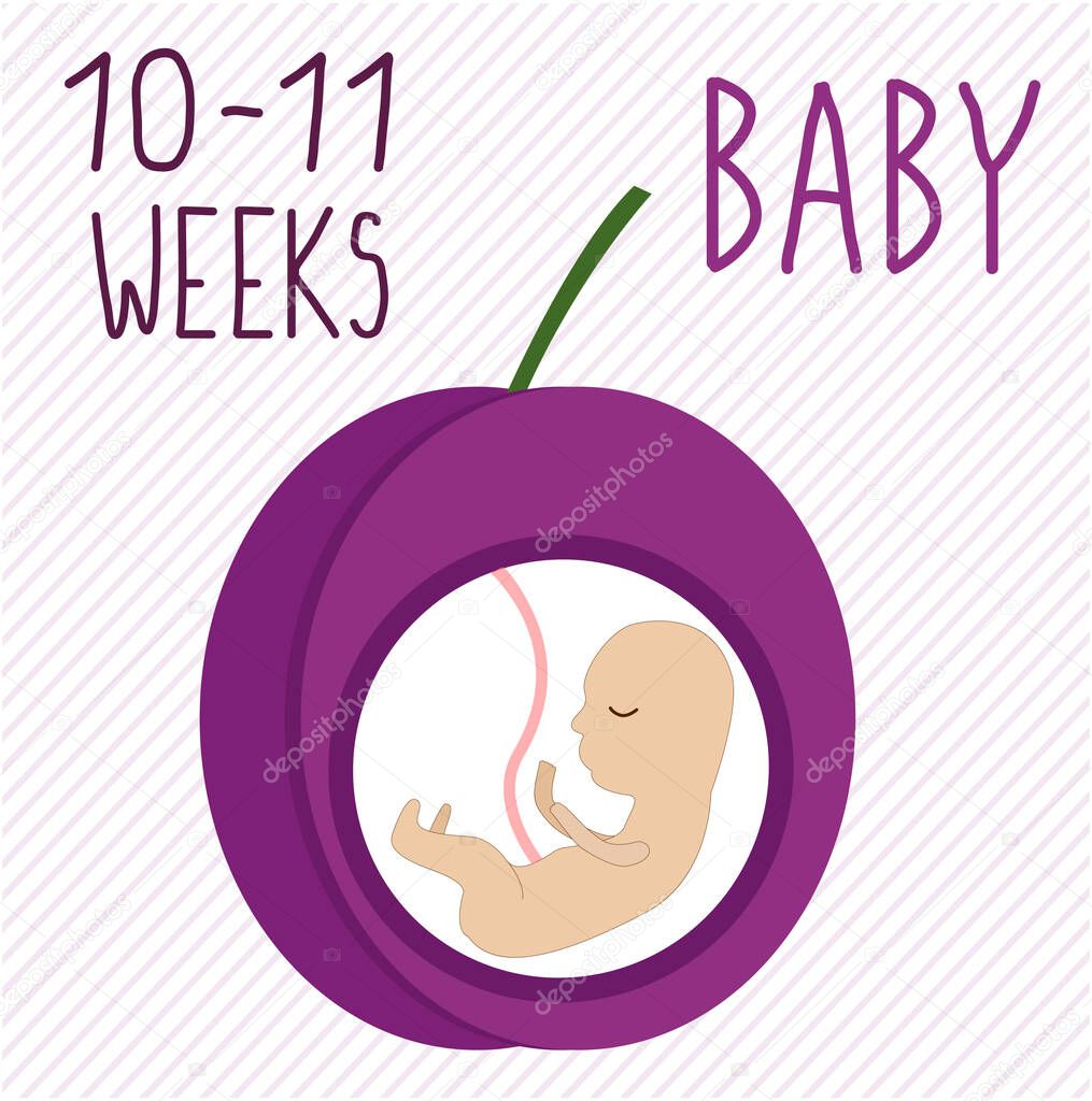 plum. pregnancy development, size of embryo for 10-11 weeks. compare with fruits. Human fetus inside the womb 3 months. Vector illustrations on striped background