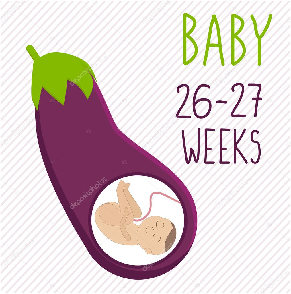 Eggplant. pregnancy development, size of embryo for 26-27 weeks. compare with fruits. Human fetus inside the womb 6 months. Vector illustrations on striped background