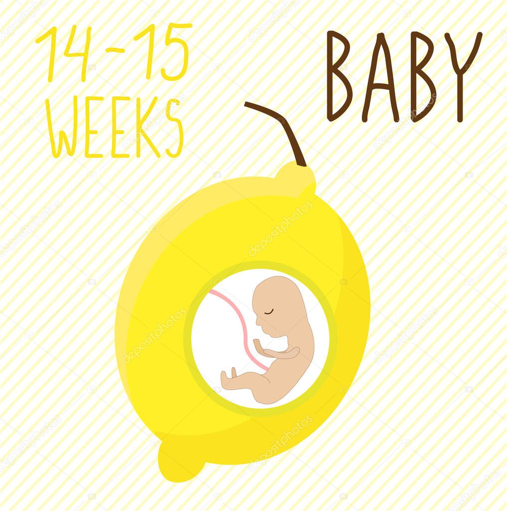 Lemon. pregnancy development, size of embryo for 14-15 weeks. compare with fruits. Human fetus inside the womb 3 months. Vector illustrations on striped background