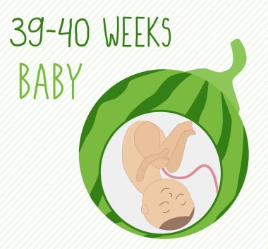 Karpuz. Gebelik gelişimi, 39-40 haftalık embriyo büyüklüğü. Sebzelerle karşılaştırın. Rahmin içindeki insan fetüsü 9 aydır. Çizgili arkaplanda vektör çizimleri