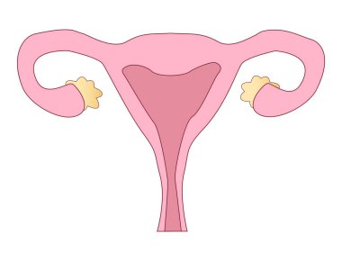 İnsan anatomisi kadın üreme sistemi, 