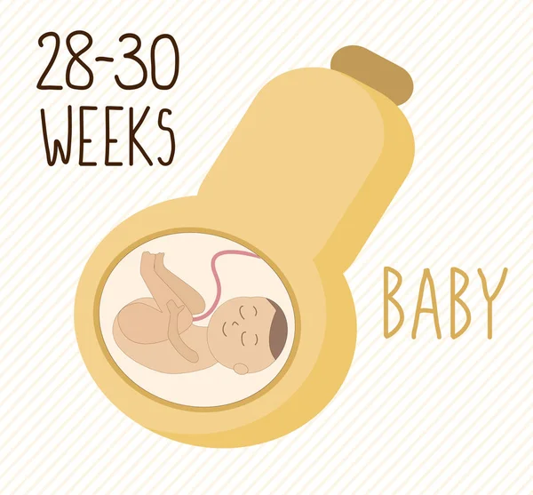Butternut Vývoj Těhotenství Velikost Embrya Týdny Srovnání Zeleninou Lidský Plod — Stockový vektor