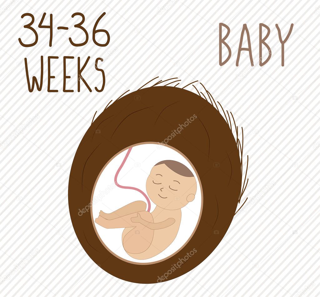 Coconut. pregnancy development, size of embryo for weeks. compare with vegetables. Human fetus inside the womb 7-8 months.Vector illustrations on striped background