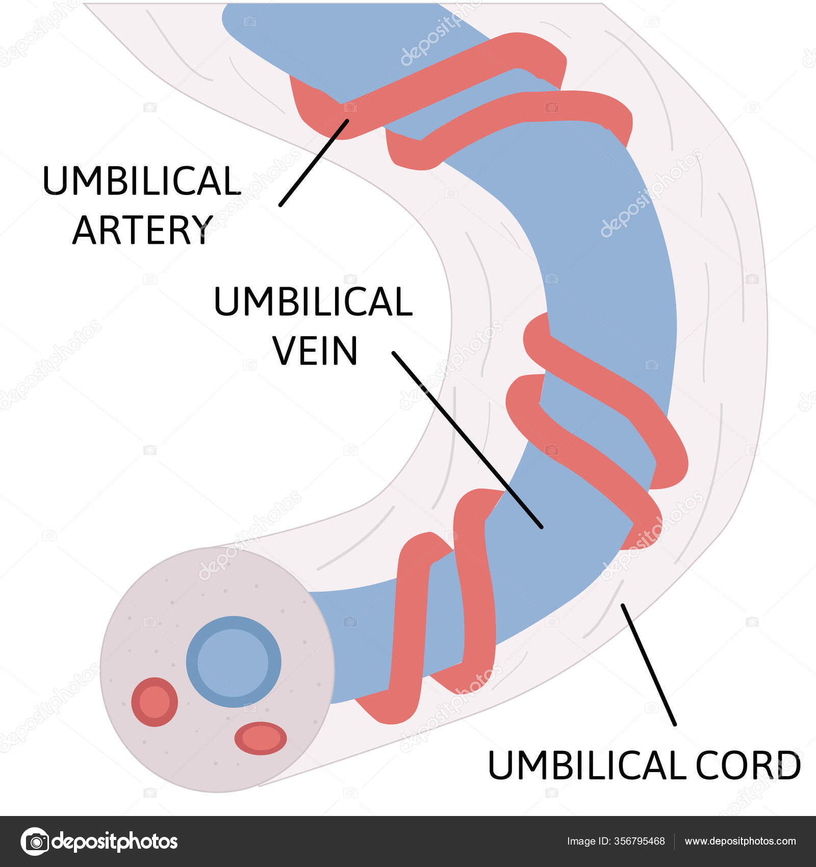 Anatomia Cordão Umbilical Duas Artérias Umbilicais Uma Viena Umbilical  Estão Vetor de stock de ©Betty1994 356795468, image size:1600x1700
