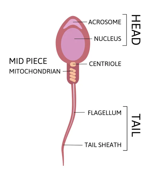 Menselijke spermacel Anatomie structuur van spermatozoon — Stockvector