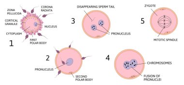 ovum spermatozoon anatomi vektör çizimi beyaz arkaplanda izole.