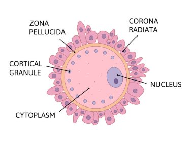ovum anatomi vektör çizimi beyaz arkaplanda izole.