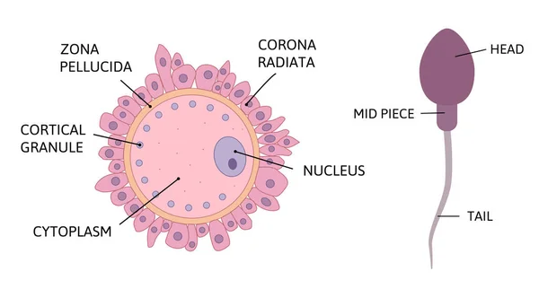 Ovum σπερματοζωαρίων ανατομία διανυσματική απεικόνιση απομονωμένη σε λευκό φόντο. — Διανυσματικό Αρχείο