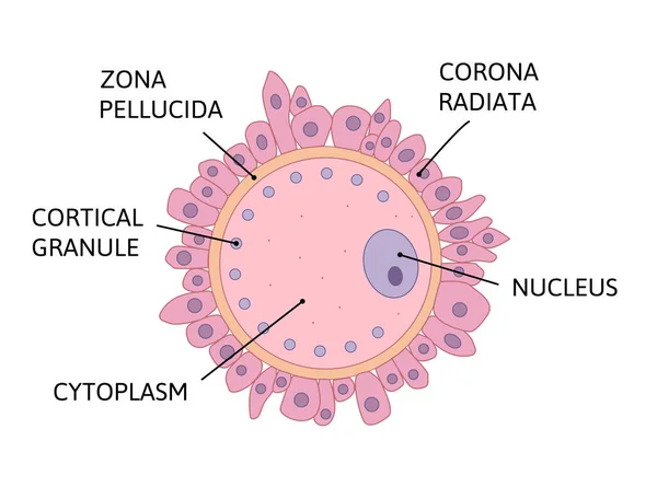 Векторная иллюстрация анатомии яйцеклетки на белом фоне . — стоковый вектор