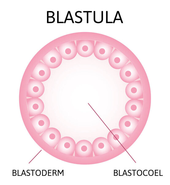 Morula. эмбриональная клетка, состоящая из 16 клеток в твердом шаре
